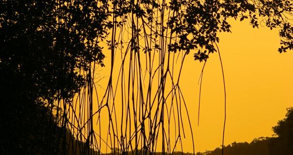 ¿Qué son los manglares y por qué son importantes para el ecosistema?