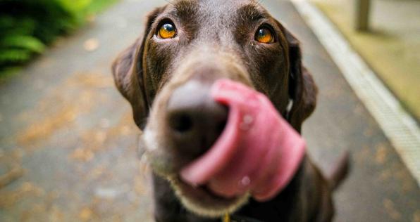 El perro: reconocido como un miembro más de la familia