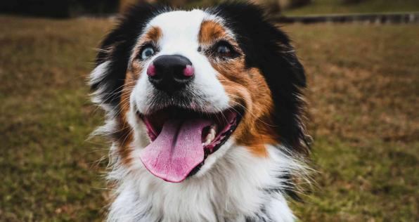 Cómo viajar con tu mascota a Estados Unidos: novedades en los requisitos de ingreso