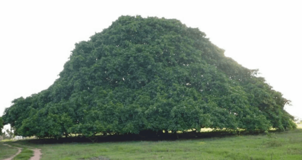 El árbol más grande de Colombia, una promesa de amor