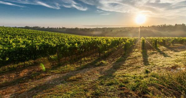 5 soluciones para agricultores afectados por las heladas