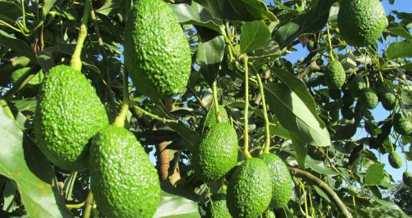  10 Cosas que no sabías del aguacate hass