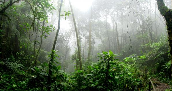 ¡Al bosque amazónico le llega otro protector!