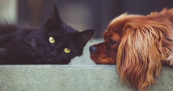 ¡Vacuna a tu mascota gratis!