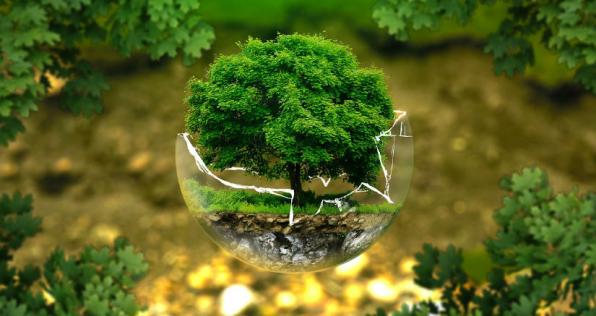 ¿Cómo denunciar daños al medio ambiente?