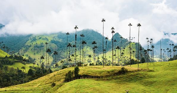Colombia, anfitrión del Día Mundial del Medio Ambiente
