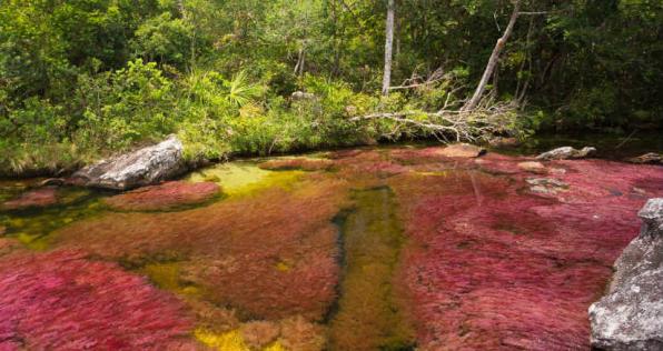 ¿Qué tal unas vacaciones en Caño Cristales y el Raudal Angosturas I?