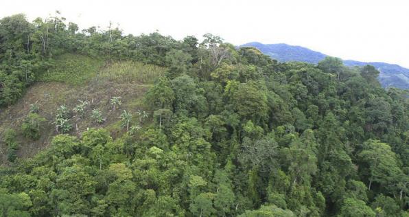 La petición al Gobierno para acabar la deforestación
