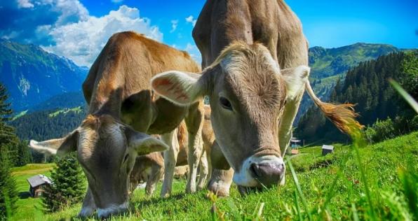 Al coronavirus también se le da batalla en predios ganaderos