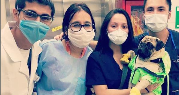 Este es Harley, el pug terapeuta contra el estrés de los médicos