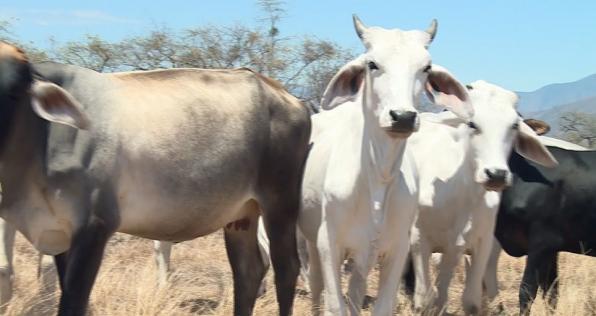 Rabia silvestre, amenaza latente para el sector ganadero