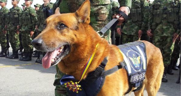 Conozca a los caninos de la Fuerza Aérea Colombiana