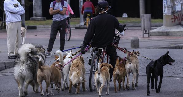 No hay pruebas de que las mascotas aumenten riesgo de contagio