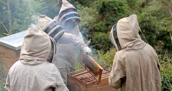 La miel reemplazó la coca en Briceño (Antioquia)