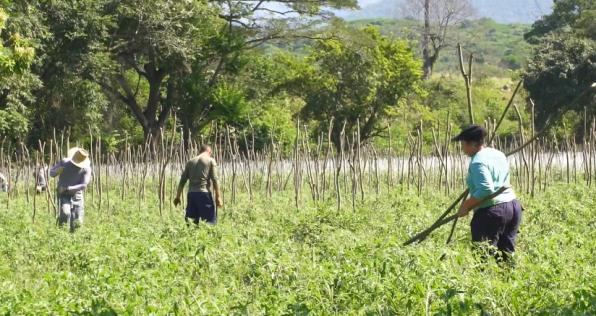 Excombatientes y campesinos cultivan la tierra juntos en La Guajira