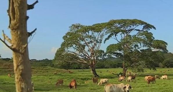 Tras ser víctimas de desplazamiento, urabeños vuelven a sus tierras