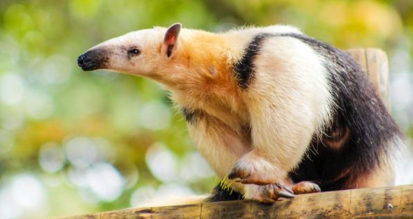 ¡Tú también puedes ayudar a proteger la fauna silvestre!