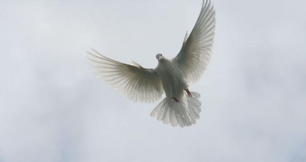 ¿Usted ha sentido los beneficios de la paz? ¡Opine!