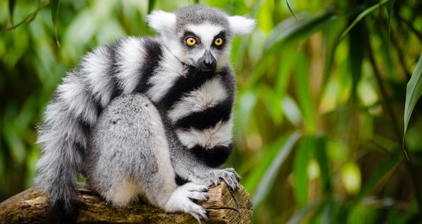 8 acciones para ayudar a evitar la extinción de especies