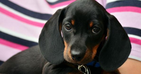 ¿Cómo puedo ayudar a un animal vulnerable? 