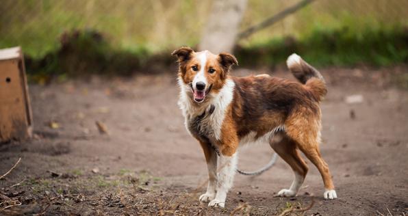 China prohíbe la cría de perros para consumo humano