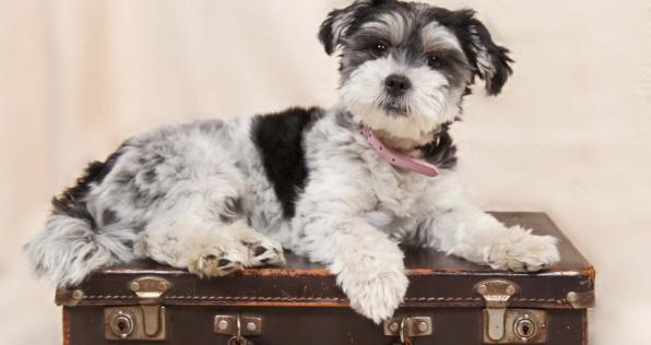 ¿Cuáles son las recomendaciones para viajar con tu mascota? 