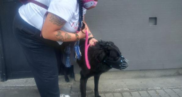 Así puedes ayudar a los perritos de los CAI afectados
