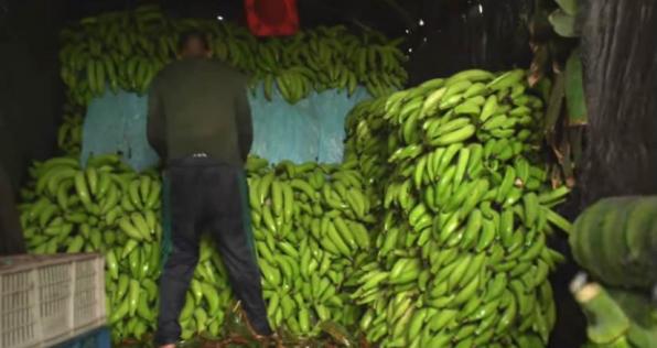 Después del conflicto, Tame le apuesta al cultivo de plátano