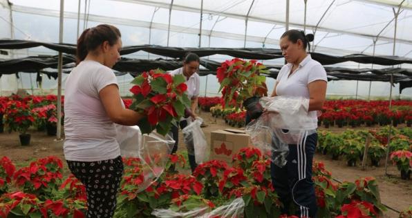 Poinsettias, un mercado de $15.000 millones en Colombia