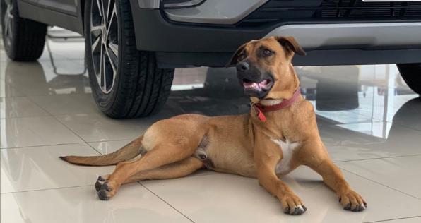 Este perro pasó de vivir en la calle a tener un empleo