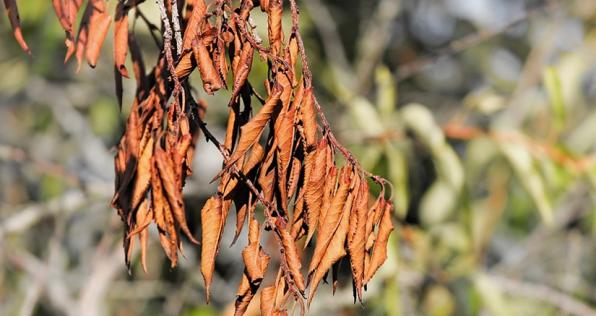 Así debemos enfrentar el Fenómeno del Niño