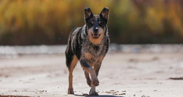 Iniciativas para ayudar a los animalitos en cuarentena