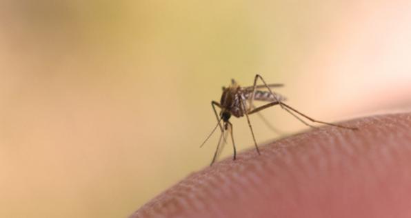 ¡Que no lo sorprenda el Chikunguña!