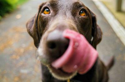 El perro: reconocido como un miembro más de la familia
