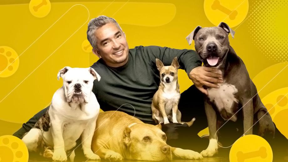 El encantador de perros (Próxima emisión) Señal Colombia 