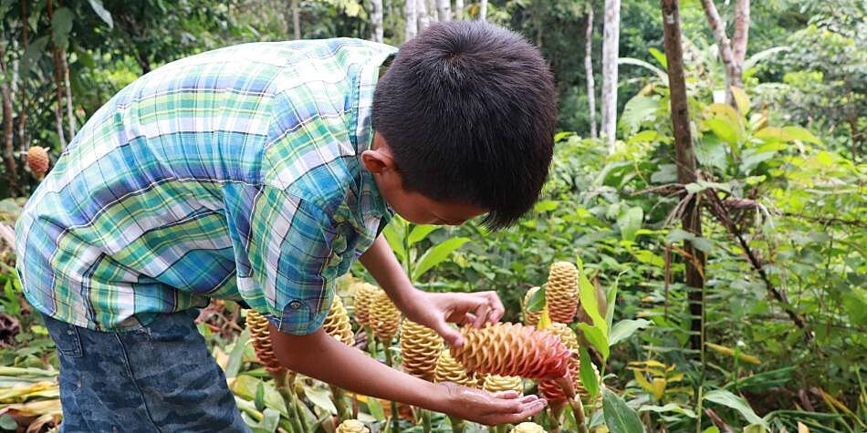 El Amazonas se narra en la radio y la web públicas