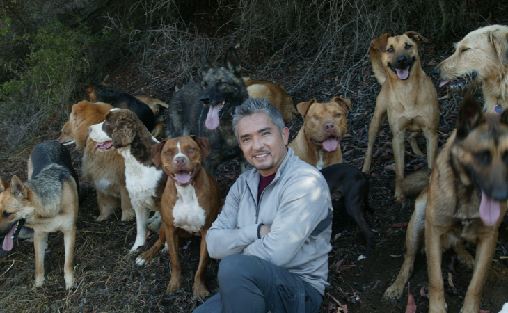 'El encantador de perros' llega a la televisión nacional