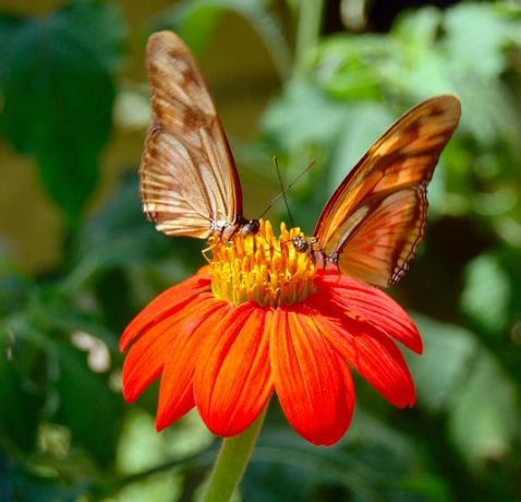 La magia de nuestra biodiversidad llega a los hogares colombianos