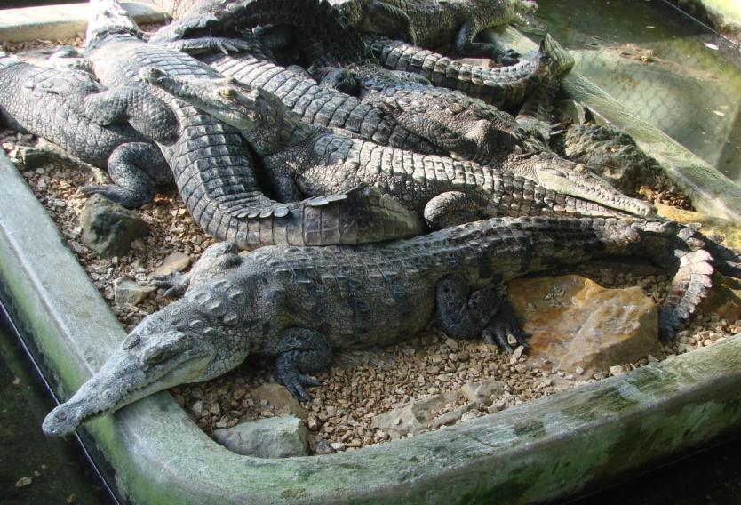 Tras haber perdido su rastro, durante décadas, vuelve ahora a la luz en un documental