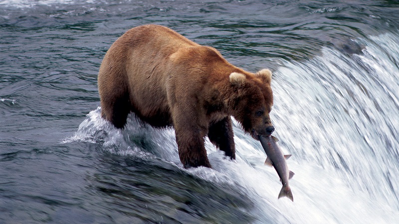 Programas de Discovery Channel se podrán ver por Señal Colombia