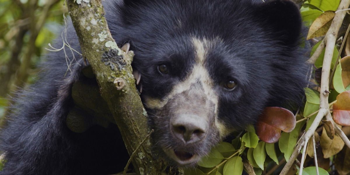 Señal Colombia presenta ‘La vida secreta del oso de anteojos’, con momentos nunca antes vistos