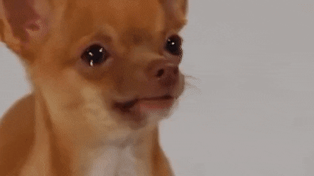 Perro llorando