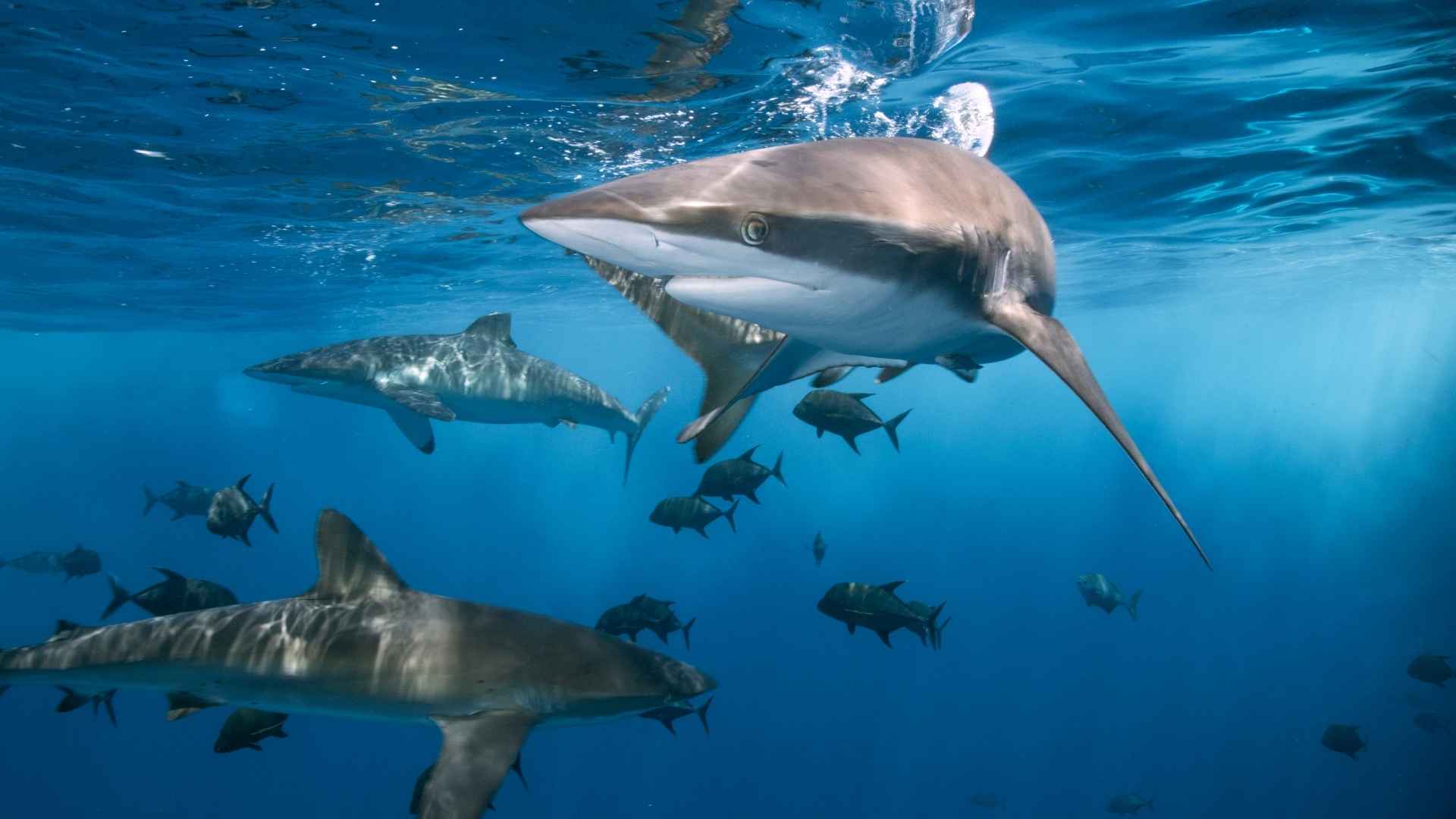 Tiburones