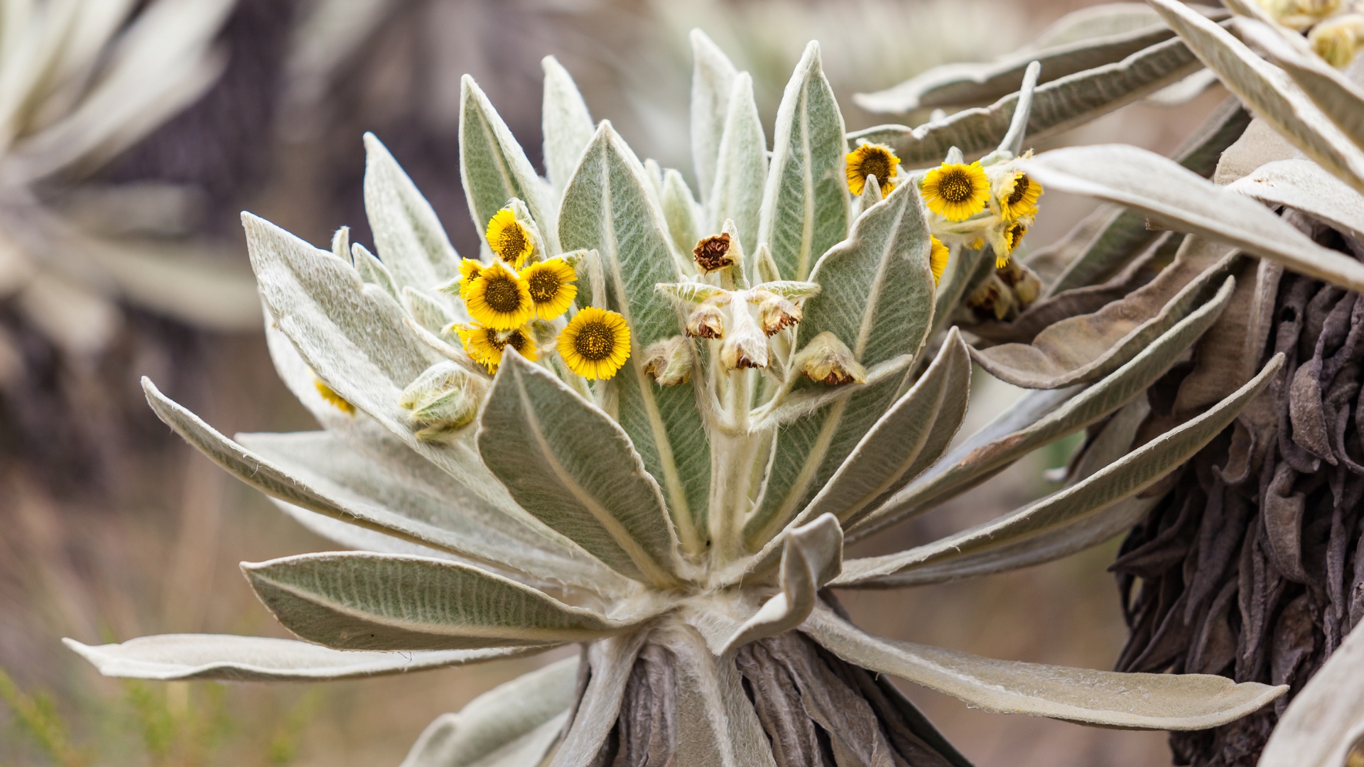 Frailejon flores