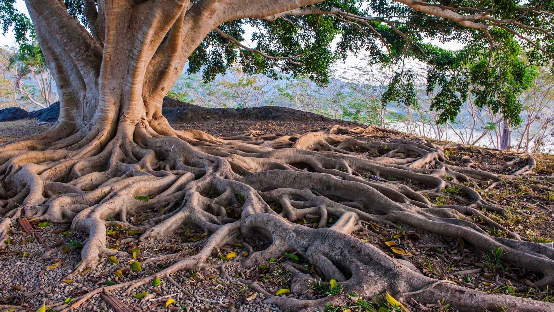 Raíces de los árboles