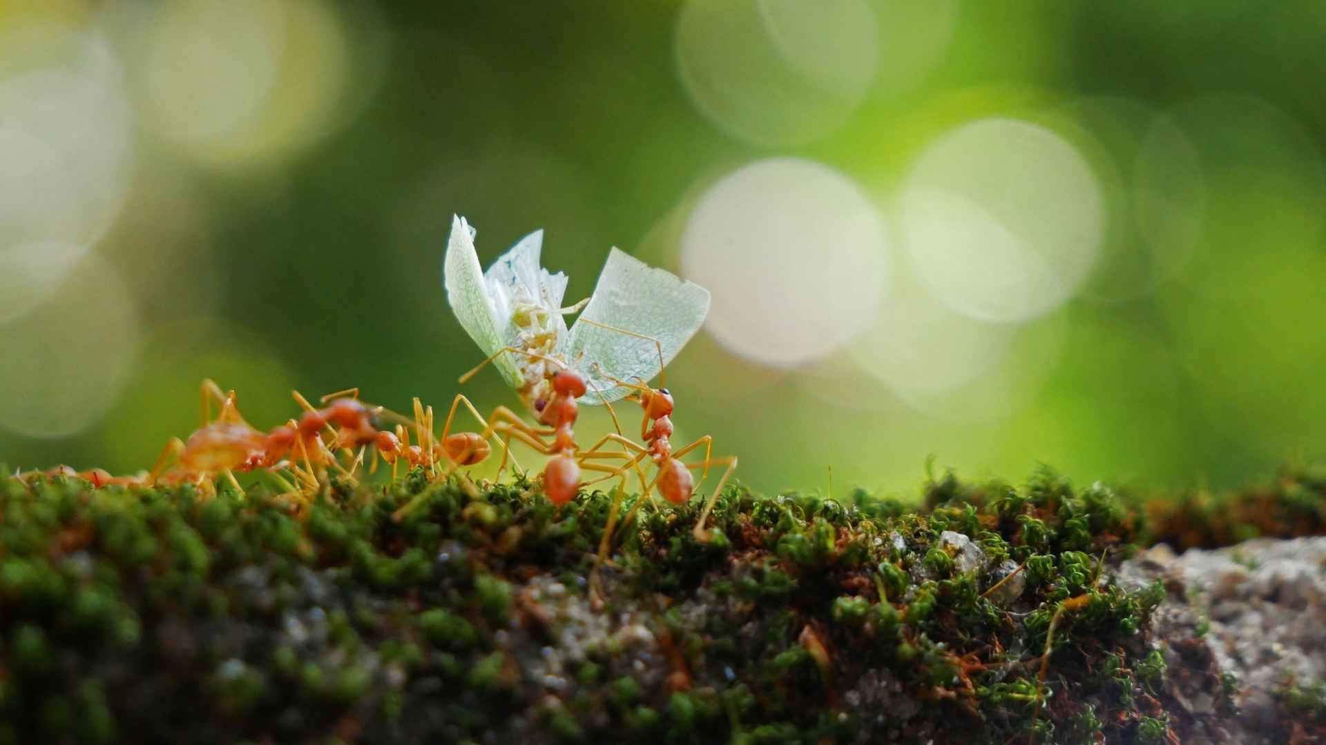 Hormigas