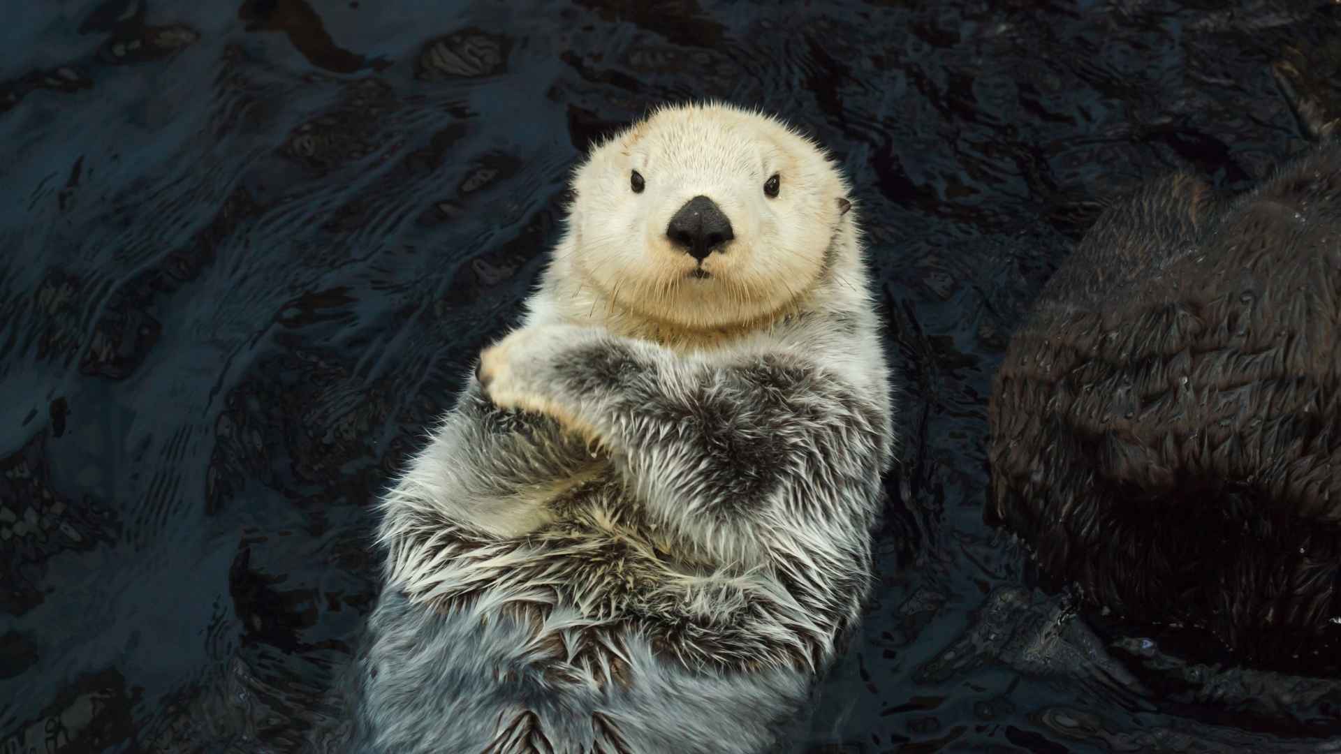 Nutria de mar