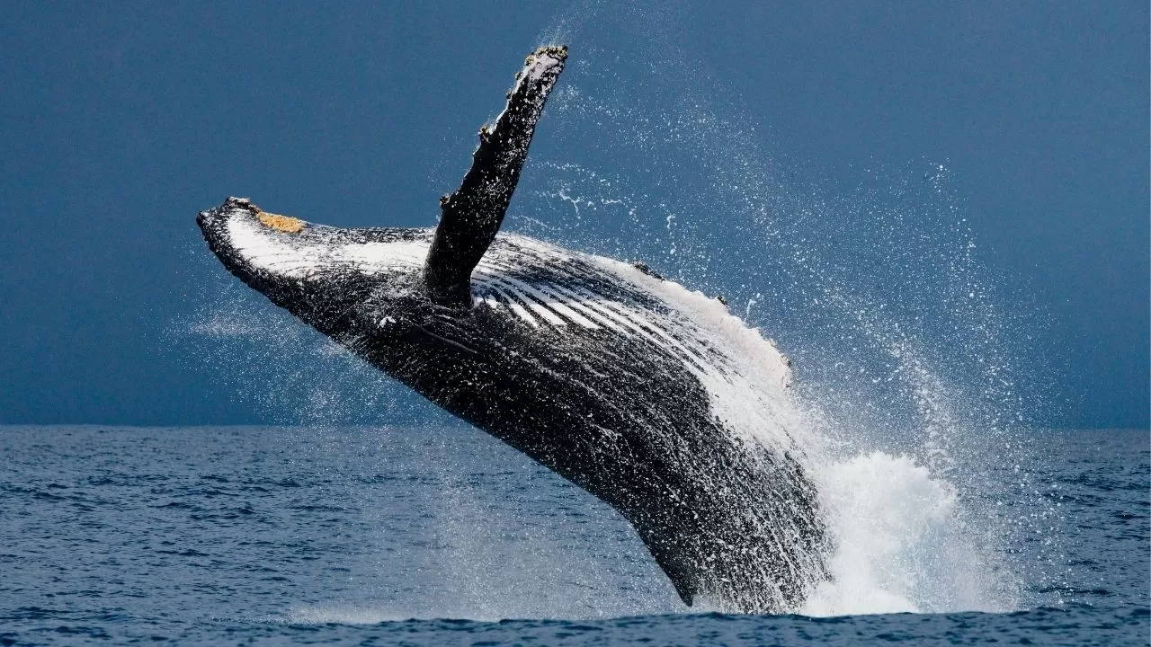 ballenas jorobadas colombia