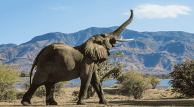 ¿Qué tanto sabes sobre los elefantes?