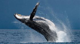 ballenas jorobadas colombia